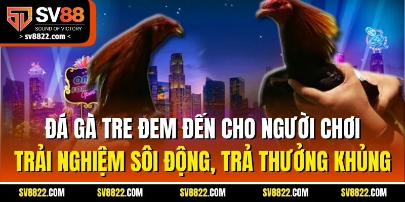Cockfighting Live - Đối Tác Đá Gà Uy Tín Hàng Đầu Tại SV88 4 Đá gà tre đem đến cho người chơi trải nghiệm sôi động, trả thưởng khủng