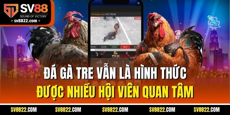 S128 - Sân Chơi Đá Gà Nổi Bật Trong Năm 2025 Tại SV88 3 Đá gà tre vẫn là hình thức được nhiều hội viên quan tâm